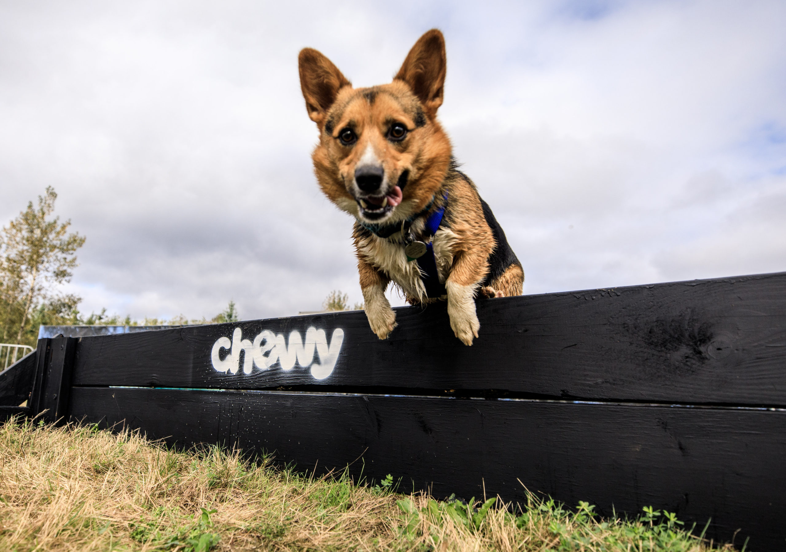 Dog jumping on a platform